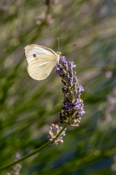 istock Butterfly Leptidea sinapis on lavender angustifolia, lavandula 1133320220