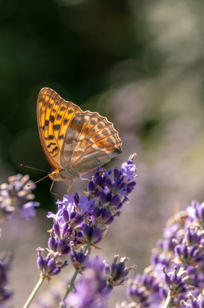 istock Papilio Argynnis paphia on lavender angustifolia, lavandula 1133320221
