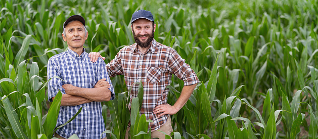 Two generations farmers posing in the cornfield