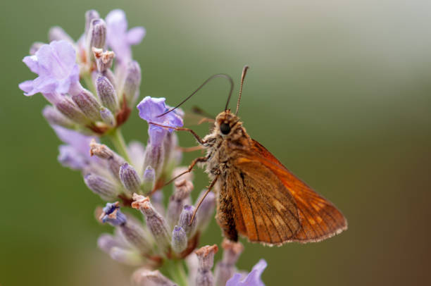 istock Butterfly on lavender angustifolia, lavandula 1133321328