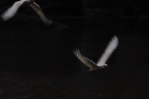 Australian Cockatoos flying at night