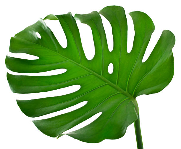 istock Monstera large green jungle leaf 1133323333