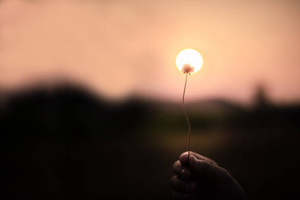 istock man holding grass flower in meadow with sunset background at sunset 1133325377
