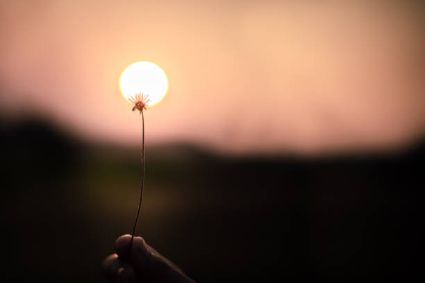 istock man holding grass flower in meadow with sunset background at sunset 1133325384