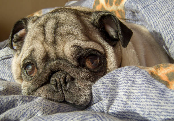 istock pug waking up on a Sunny morning 1133328673