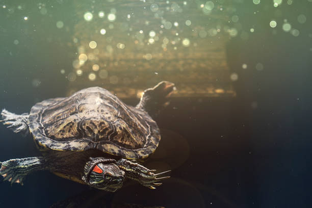 tortuga de mascota de orejas rojas slider o trachemys scripta elegans en el acuario - emídidos fotos fotografías e imágenes de stock