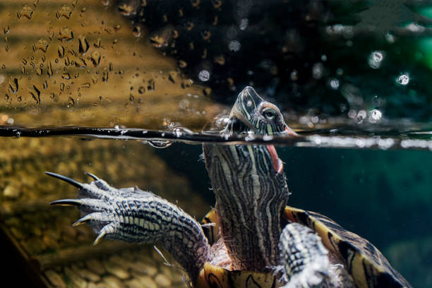 istock Pet turtle red-eared slider or Trachemys scripta elegans in aquarium 1133328687