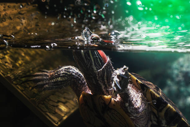 Pet turtle red-eared slider or Trachemys scripta elegans in aquarium