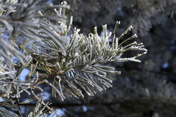 pine needles in snow frost close-up