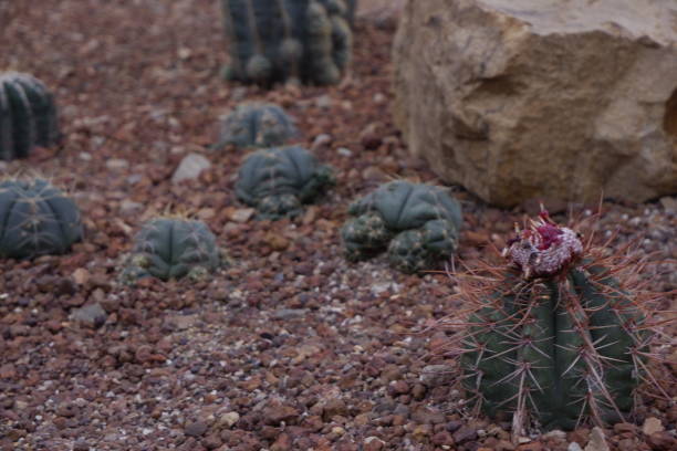 istock Beautiful close-up green cactus in desert. 1133331928