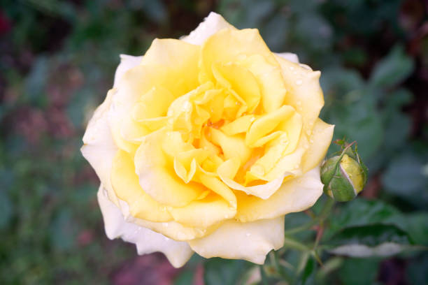 Yellow rose beautiful flower in garden burred background. Yellow rose beautiful flower in garden burred background burred stock pictures, royalty-free photos & images