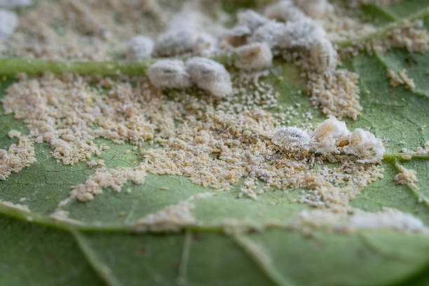 pseudococcidae and aphidoidea on okra leaf - rosids imagens e fotografias de stock