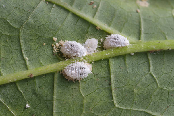 pseudococcidae y aphidoidea sobre la hoja de okra - rosids fotografías e imágenes de stock