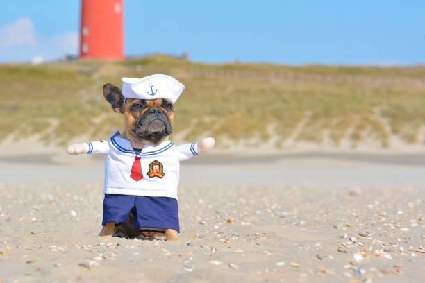 해변에서 귀여운 선원 강아지 의상을 입고 재미 프랑스어 불독 - pet clothing 뉴스 사진 이미지
