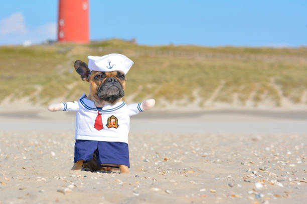 Funny French Bulldog dressed up with a cute sailor dog costume on beach Dog outdoors photography pet clothing stock pictures, royalty-free photos & images