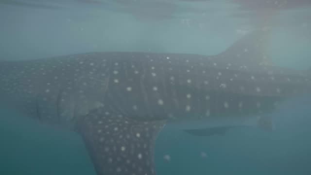 Whale shark swimming underwater sea close up. Wild whale shark in transparent sea water in natural reserve. Wild animal and marine life. Underwater world.