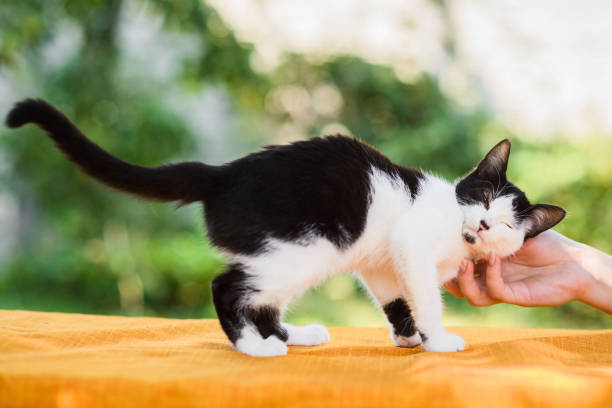 istock Owner cuddling cat in summer nature background 1133338206
