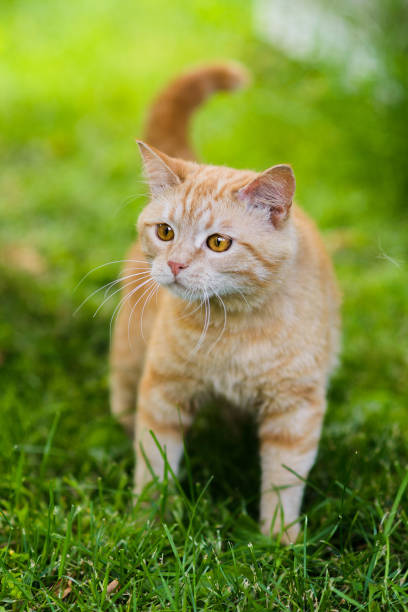 istock Cute red cat hunting in grass chasing bird 1133338214