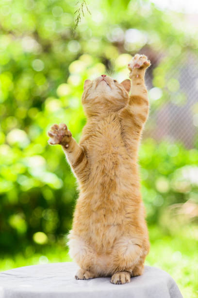 istock fat red cat hunting chasing something, standing on legs 1133338220