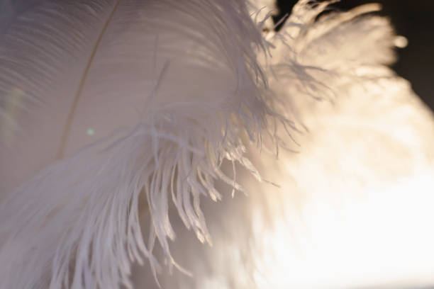 istock A closeup of bird feathers in sunlight 1133338278
