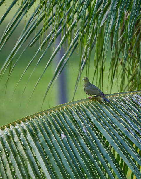 istock Orange-breasted Green-pigeon 1133339803