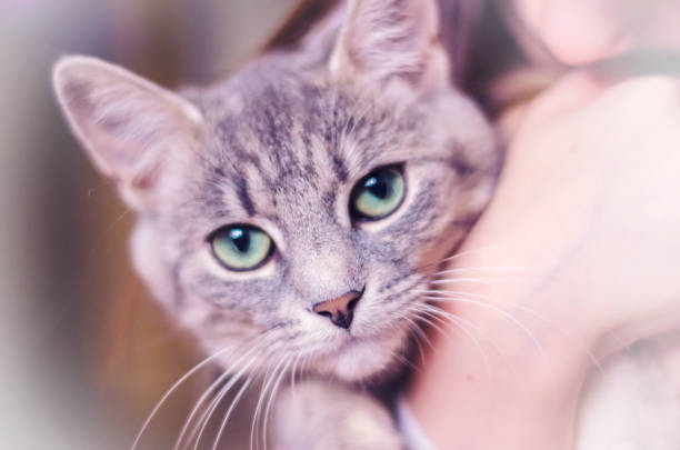 istock Gray kitty with green eyes with striped color. 1133339864