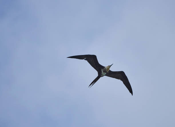 istock Christmas Frigatebird 1133339880