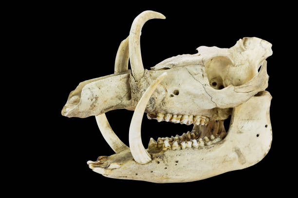 istock Skull with tusks of wild boar on black background 1133341231