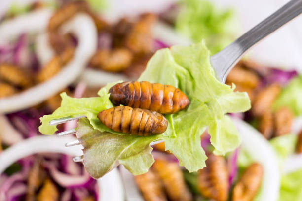 Food Insects: Worm insect or Chrysalis Silkworm fried for eating as food items on fork and in salad vegetable, it is good source rich of protein edible for future. Entomophagy concept. insectos del alimento: insecto del gusano o chrysalis silkworm frito para comer como artículos del alimento en bifurcación y en verdura de la ensalada, es buena fuente rica de la proteína comestible para el futuro. concepto de entomofagia.