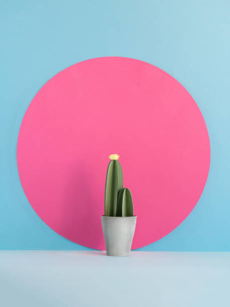 Potted cactus near pink circle.