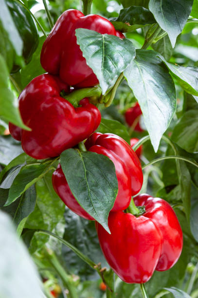 istock red peppers hanging on plant 1133343805