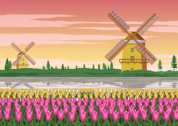 Vector illustration of tulip garden,famous symbol of Holland and wind mill around with beautiful nature,vintage color