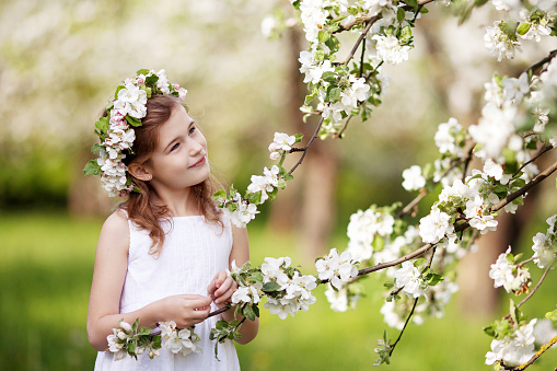 Beautiful young girl in white dress in the garden with blosoming  apple trees. Cute girl  holding apple-tree branch