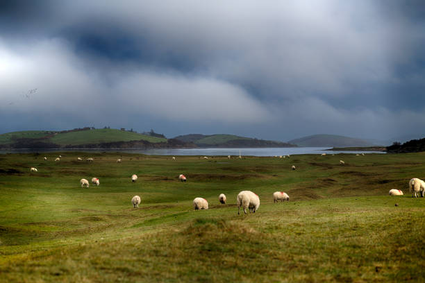 Sheep Grazing in a Field over Dark clouds Wild Atlantic Way sheep flock stock pictures, royalty-free photos & images