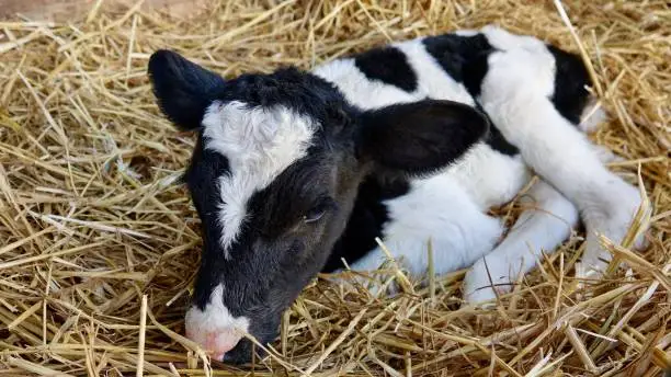 Two days old little calf