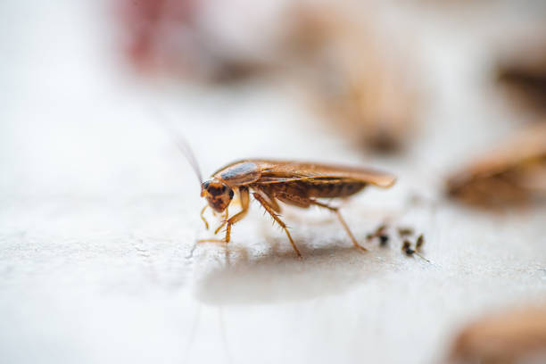 istock Macro photo brown cockroach with large mustache 1133345333