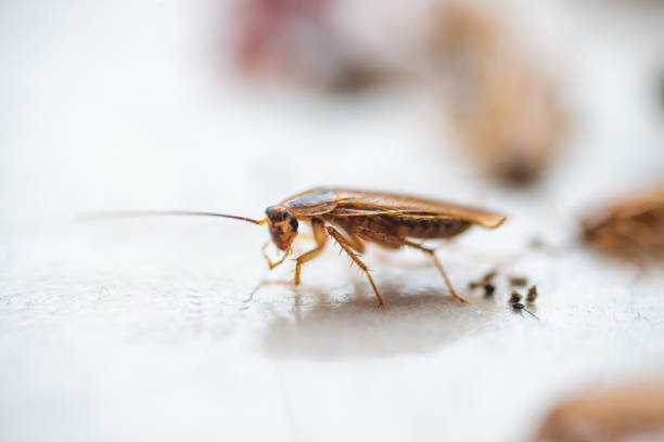 istock Macro photo brown cockroach with large mustache 1133345334