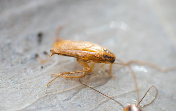 istock Macro photo brown cockroach with large mustache 1133345335