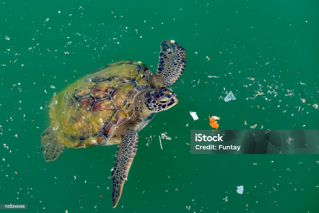 La tortuga boba nada en los desechos en el mar. La contaminación marina es un gran problema para las criaturas oceánicas. - Foto de stock de Contaminación ambiental libre de derechos