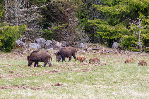 Flock with Wild boars and piglets at the woodland