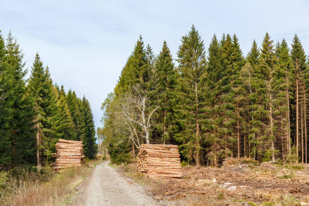 istock Timber at a dirt road at a clearcutting 1133346529