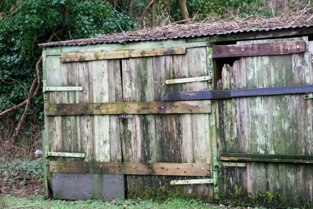 Green rustic garden shed covered overgrown moss uk