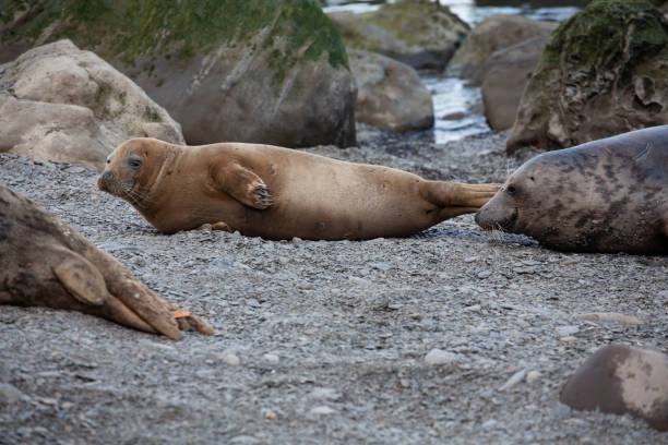 istock Grey Seals on the coast of the British Isles 1133348089