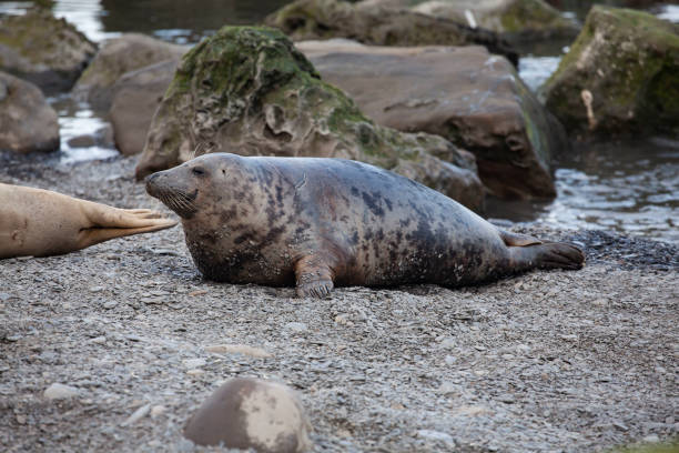 istock Grey Seals on the coast of the British Isles 1133348101