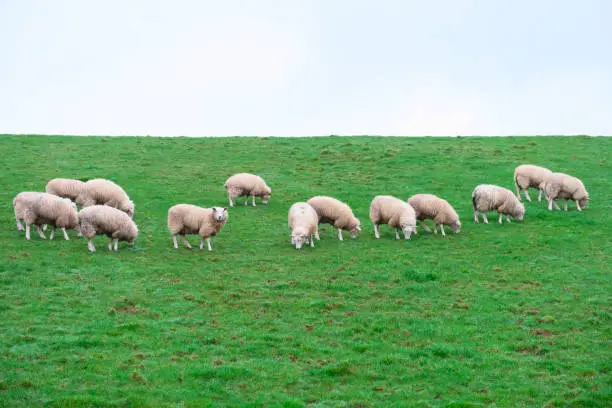 Sheep livestock grazing in farm field agriculture animals green and white uk
