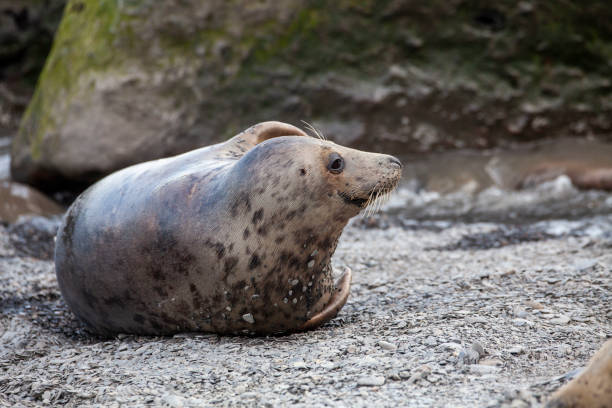 istock Grey Seal on the coast of the British Isles 1133348176