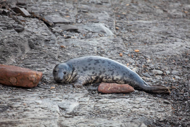istock Grey Seal on the coast of the British Isles 1133348217