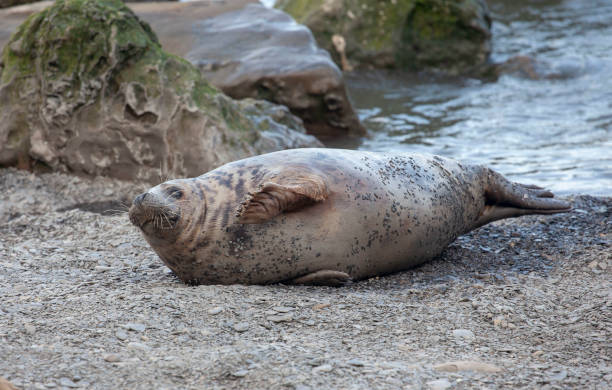 istock Grey Seal on the coast of the British Isles 1133348230
