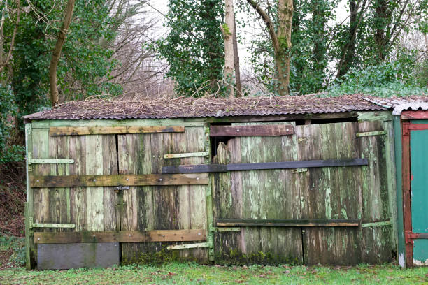 istock Green rustic garden shed covered overgrown moss 1133348388