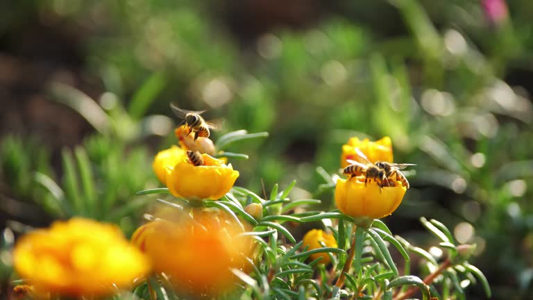 close up of bee and flower